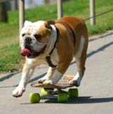 pit ball